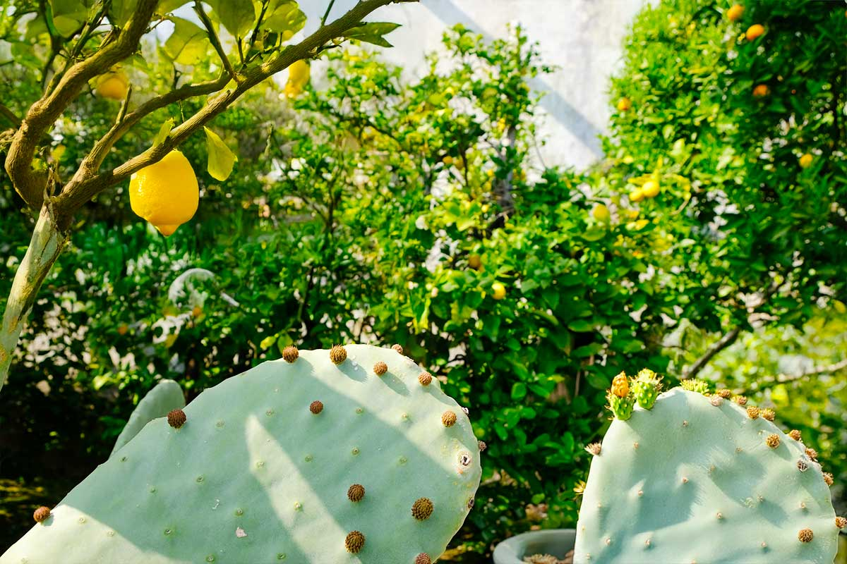 Giardini d’Agrumi 2026: wenn der Gardasee im Duft der Zitronen erwacht