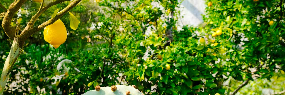 Giardini d’Agrumi 2026: wenn der Gardasee im Duft der Zitronen erwacht